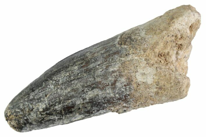 Fossil Spinosaurus Tooth - Robust Tooth #367943